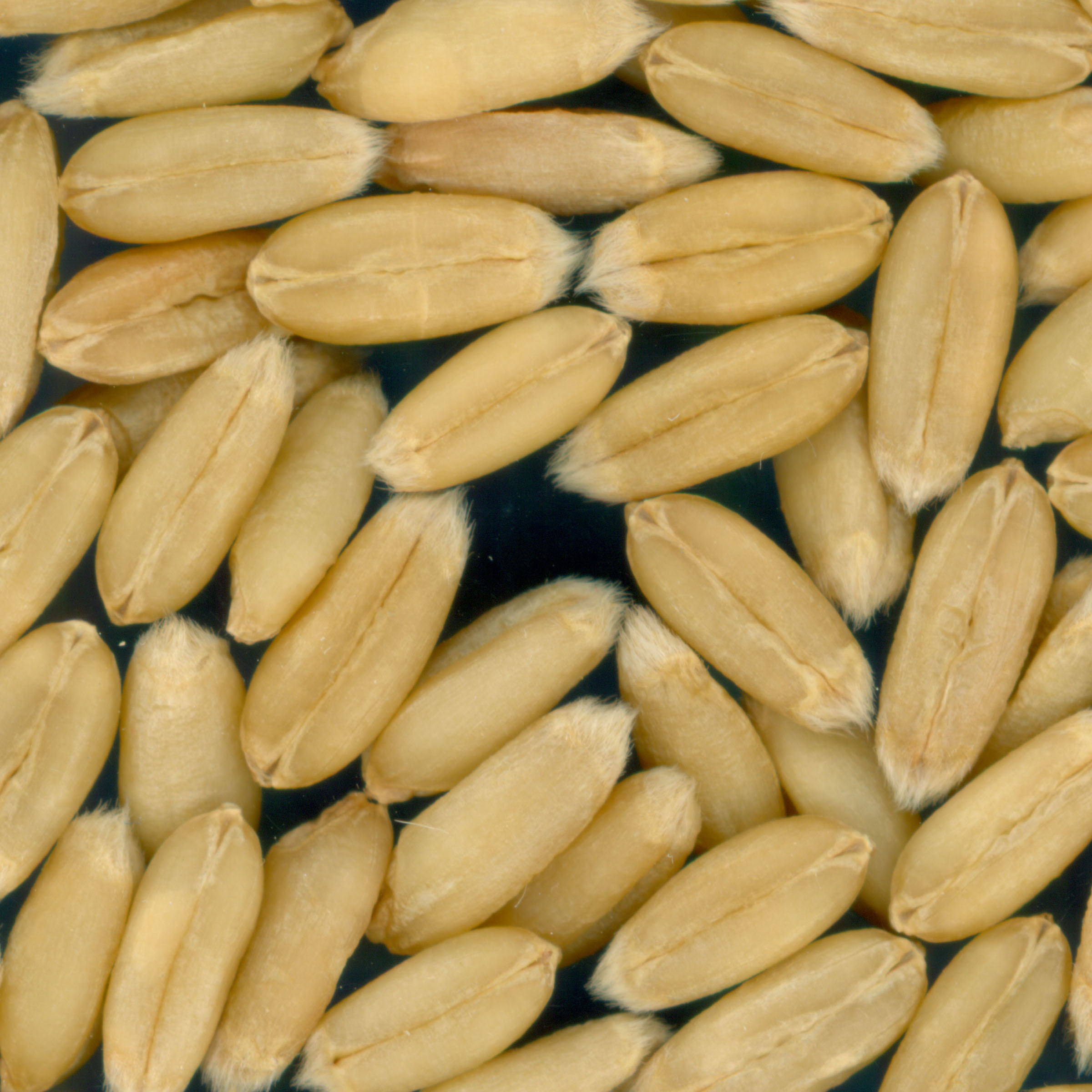 Click for 2 image(s) for this accession. KERNELS